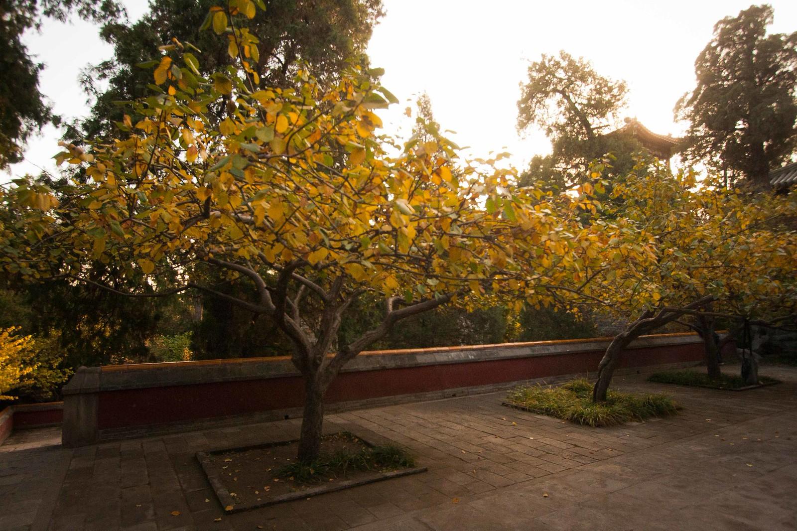 A Resident's Guide to Beihai Park: Beijing's Imperial Garden Escape